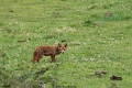 bruges0422 (9)
